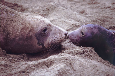 Elephant Seal Mother shows face to newborn pup.