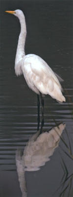 Great Egret, Upper Newport Bay, California