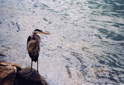 Blue Heron, Morro Bay, California