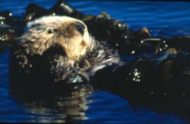 Sea Otter near Morro Rock by James P. Little
