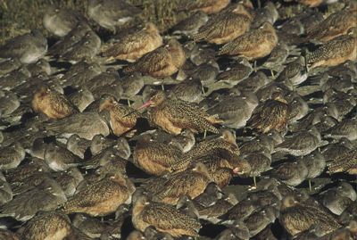Marbled Godwits and Dowitchers, Newport Back Bay Reserve taken by Hal Beral