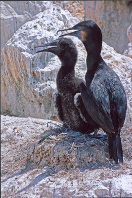 Young Cormorant with Parent, Monterey taken by Carl Peters