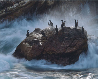 Cormorants, Point Lobos, California, by Tom Deyerle