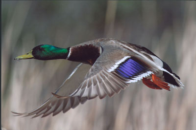 "Duck Flight" -- Buena Vista Lagoon, Carlsbad, California, by Richard P. Hoppe