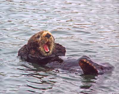 Yawning Sea Otter, Elkhorn Slough (Monterey County), California, by Tom Crouse