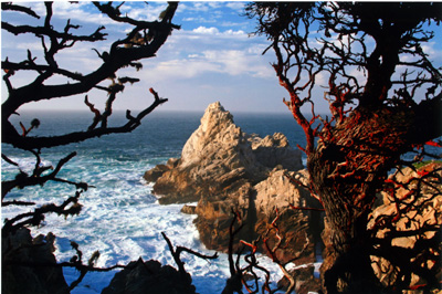 Point Lobos, By Elizabeth Levy