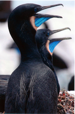 Brandt's Cormorants, Monterey, By Nancy Huguenard