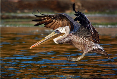 Brown pelican landing, San Mateo coast