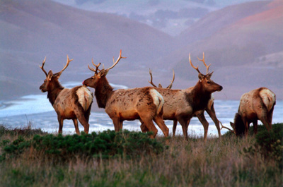 Tule Elk, Point Reyes, By Elizabeth Levy