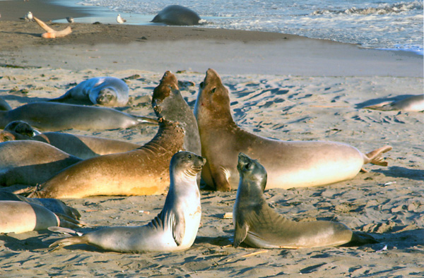 "Gossip Time" Elephant Seals north of San Simeon 