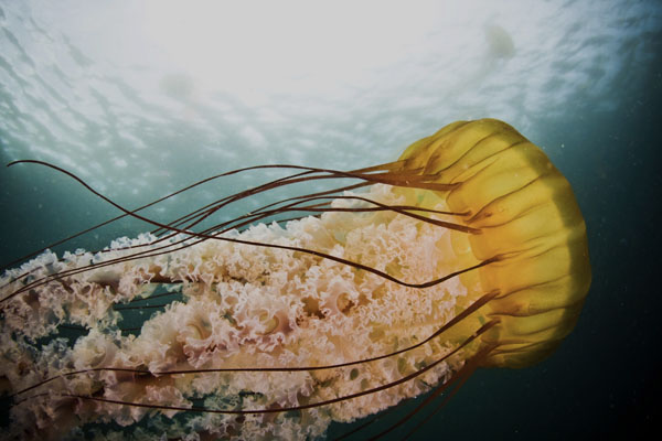 Sea Nettle (Chrysaora fuscescens), Outside Hopkins Marine Reserve, Pacific Grove, ©Scott Gabara