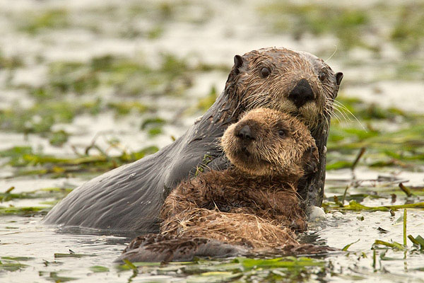 Mom and Baby Otter, Elkhorn Slough, ©Cindy Tucey