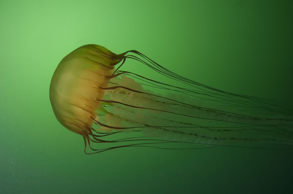 Bob Widman, Sea Nettle Jellyfish, Monterey