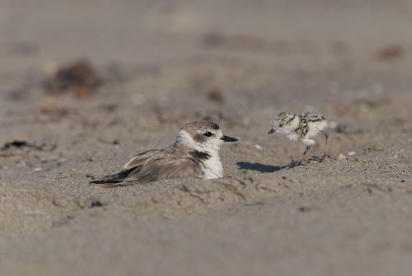 Chuck Graham, “Coming Together (Western Snowy Plovers),” Coal Oil Point, Santa Barbara County