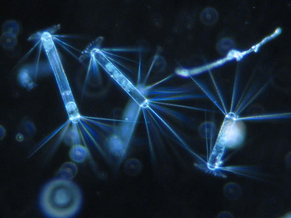 Portia N. Saucedo, Corethron Marine Diatoms, Richmond
