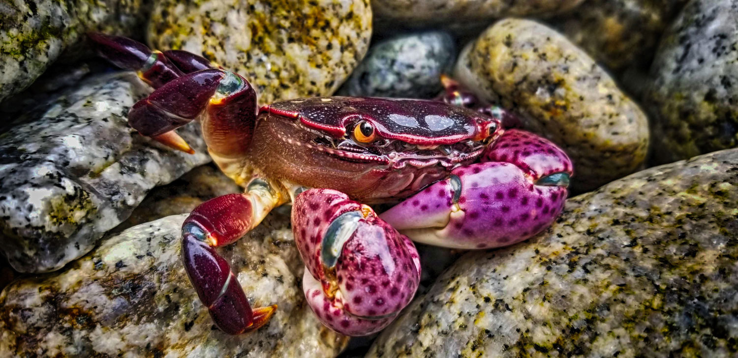 An alert purple crab on rocks