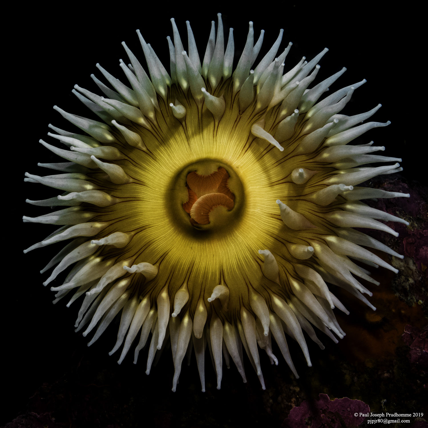 Open anemone seen from above.