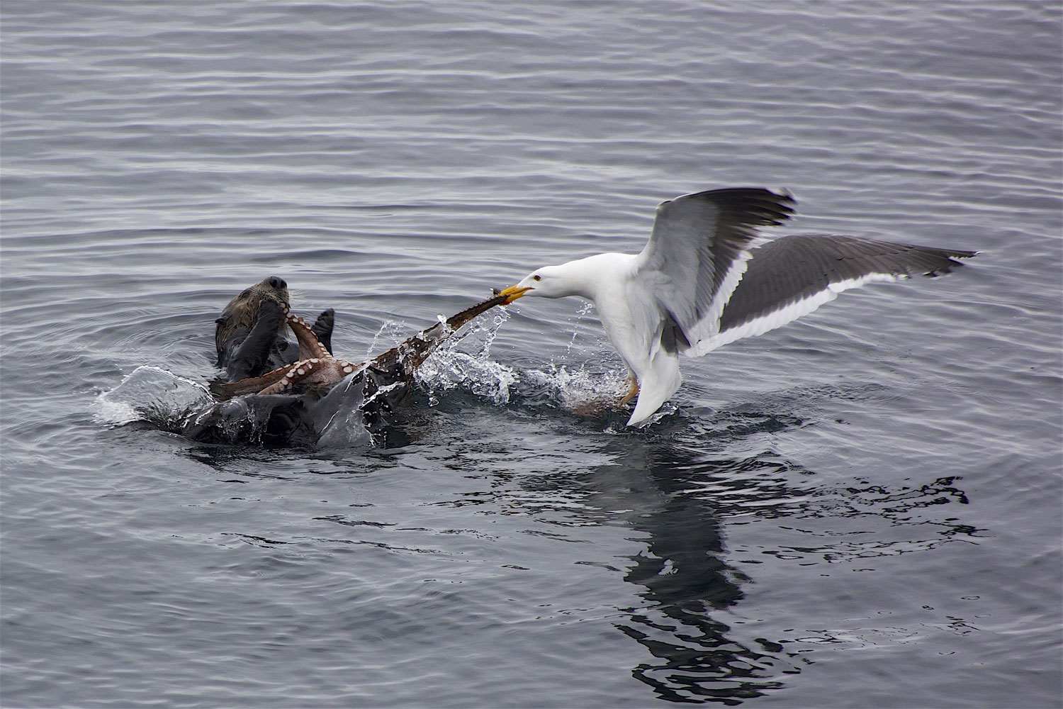 An otter caught an octopus and was enjoying its meal when a gull tried to share and didn't succeed.
