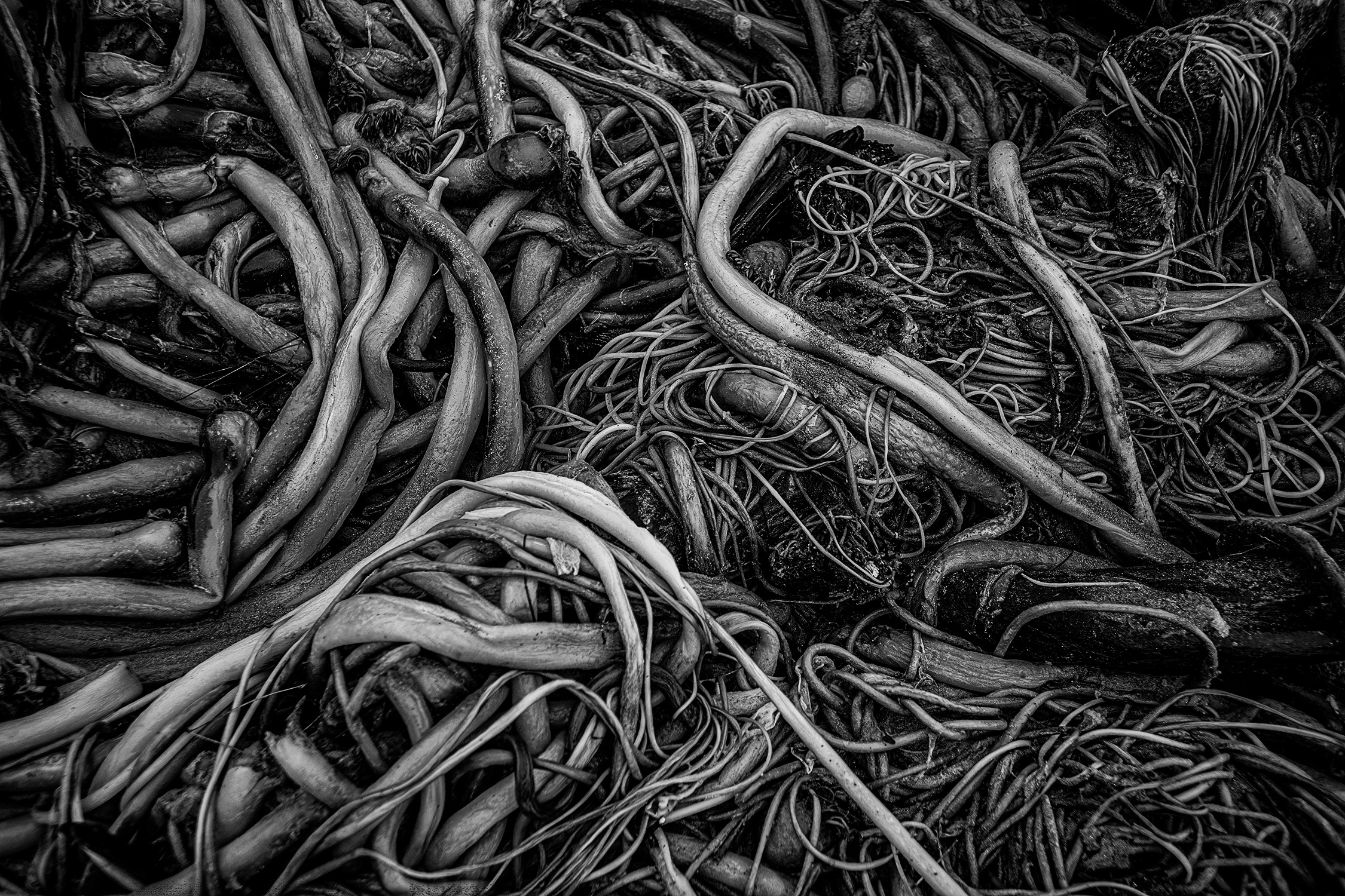 a pile of kelp tangle into a compelling design