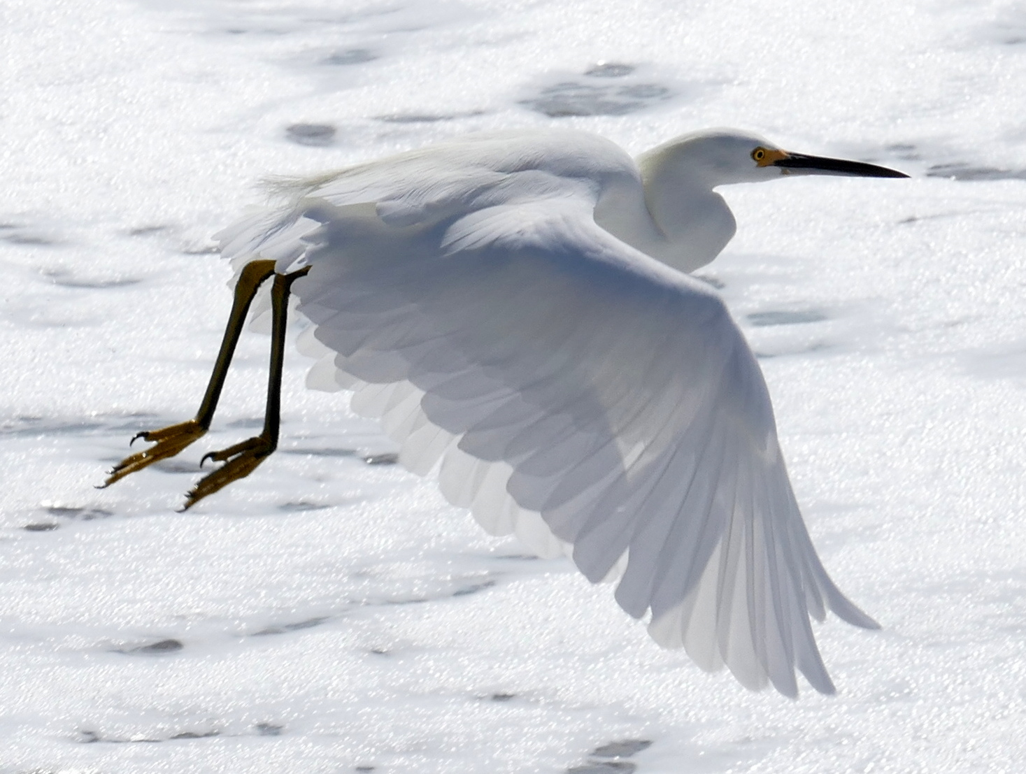 an egret flies over foamy water