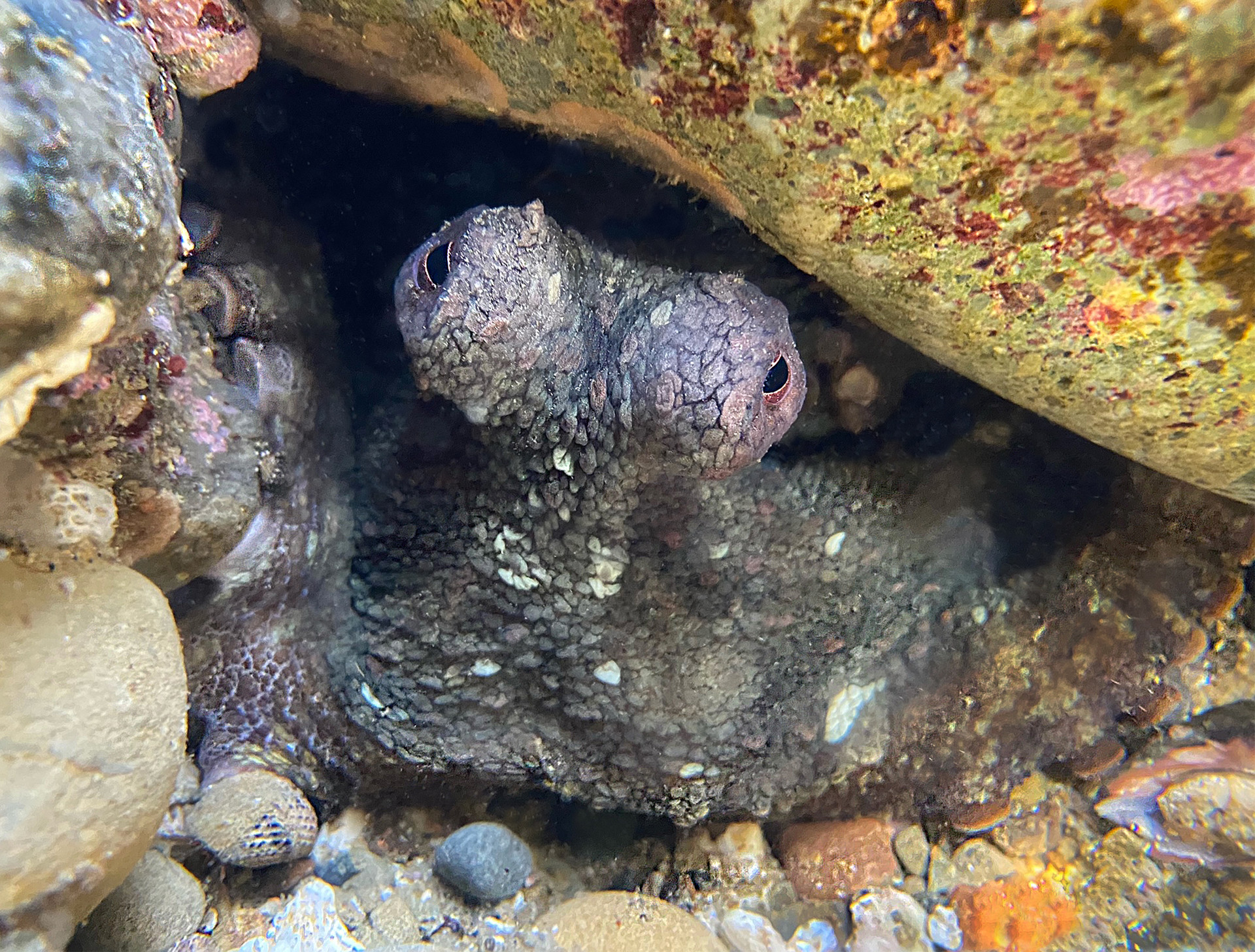 an octopus peeks out from under a rock in a tidepool