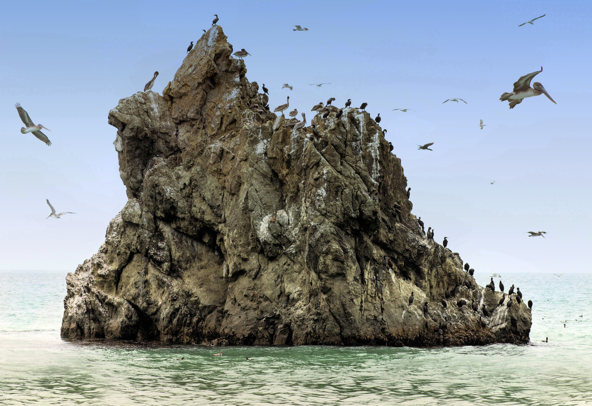 a variety of birds sit on and fly around an offshore rock