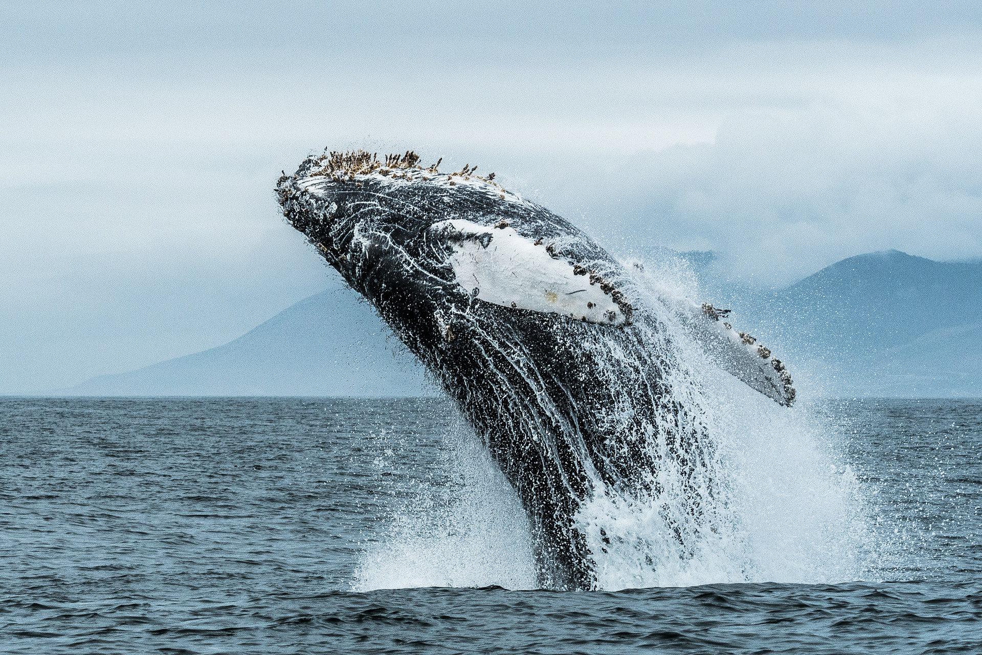a whale, covered in barnacles, leaps almost entirely out of the water