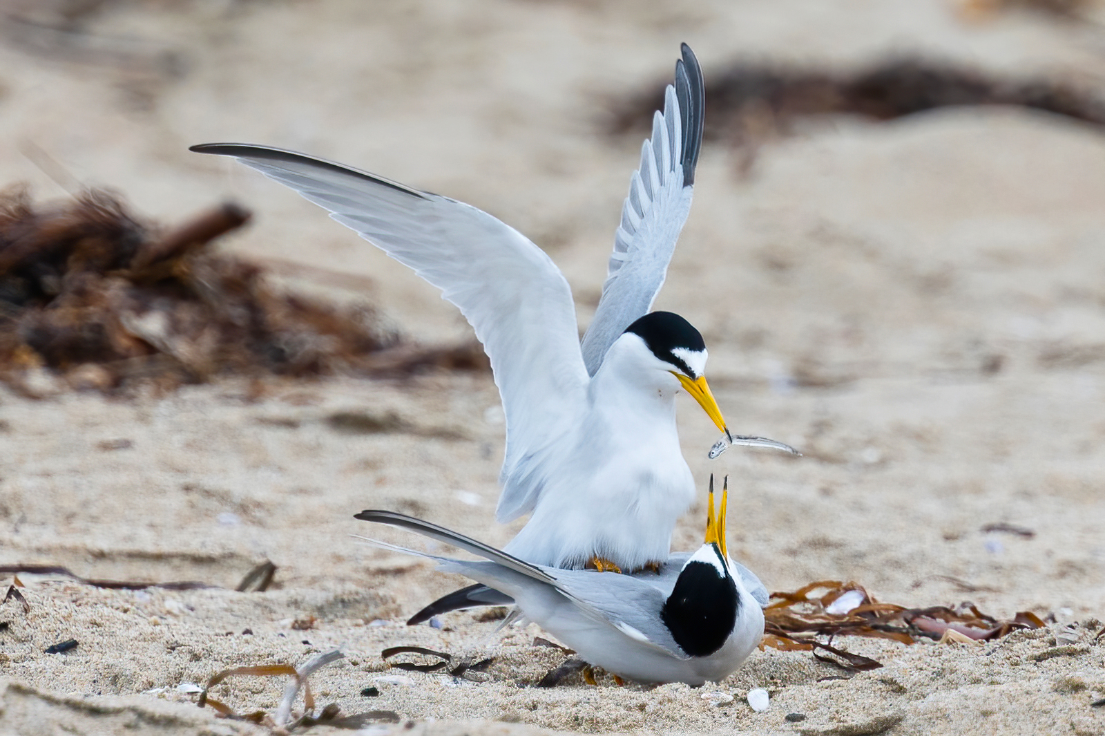 one least tern on top of another, offering it a small fish