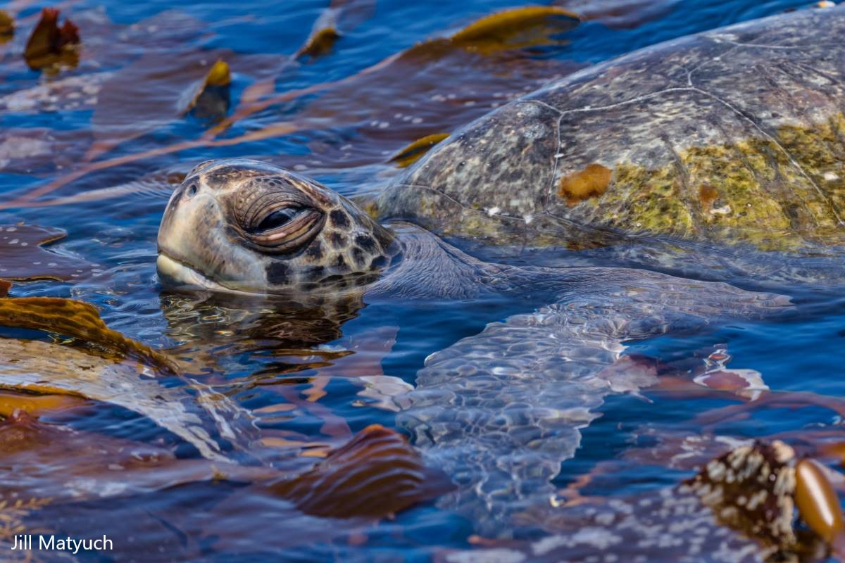 a sea turtle lifts its head as it swims through kelp