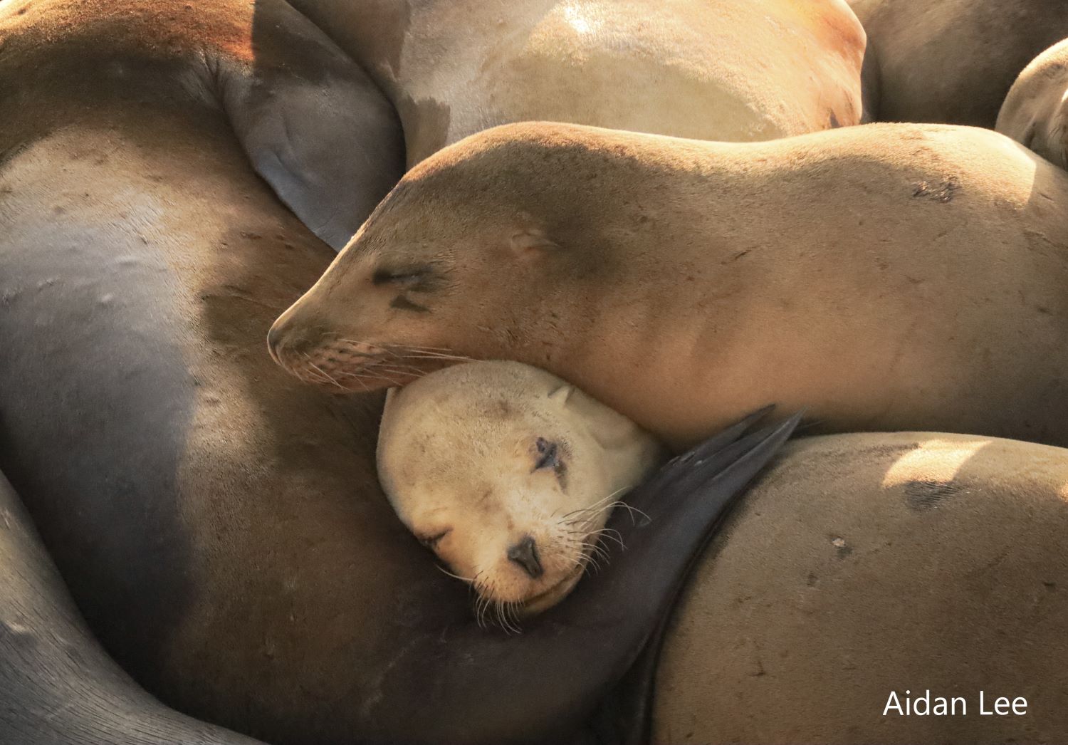 Two sea lions' sleeping faces are centered in a photo of a pile of sea lions.