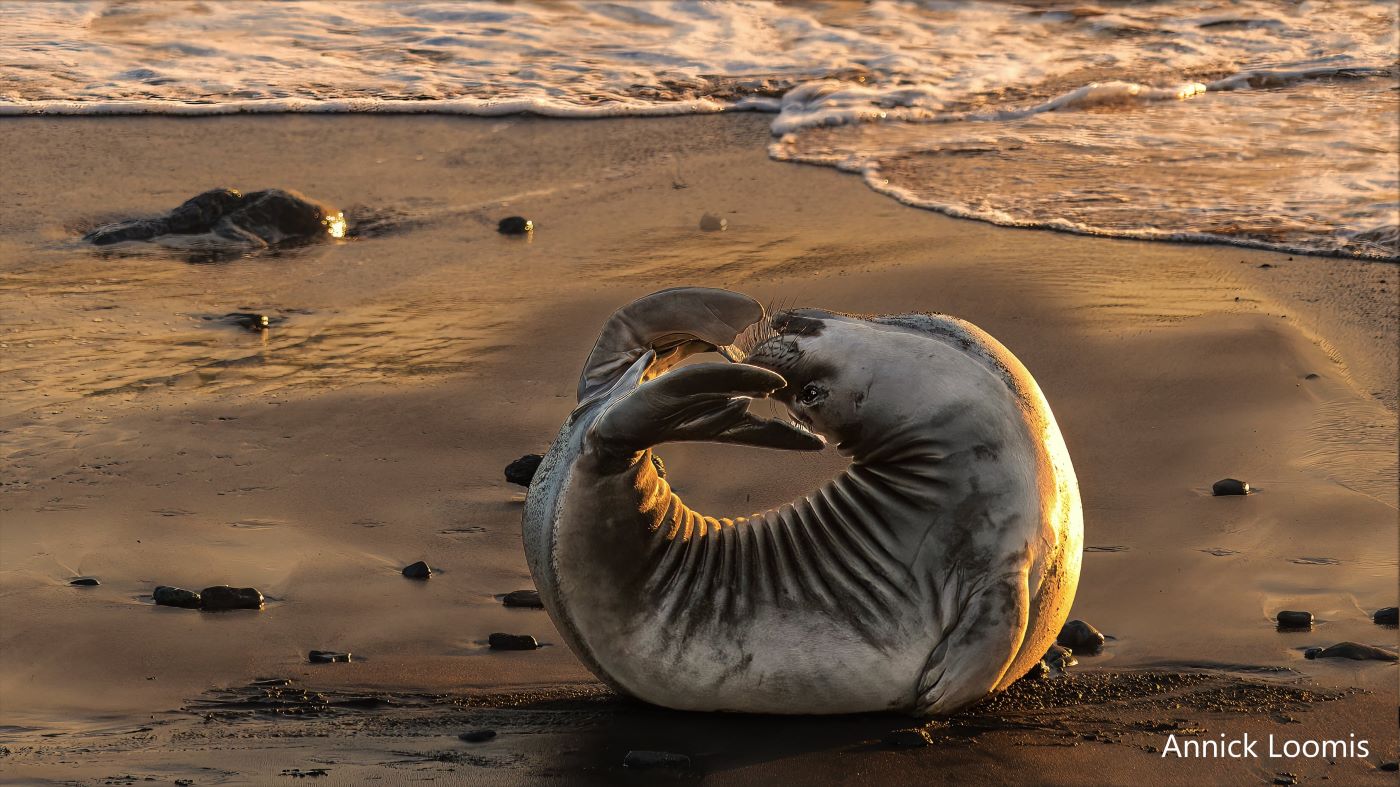 A young elephant seal stretches into a circle, touching its nose to its tail.