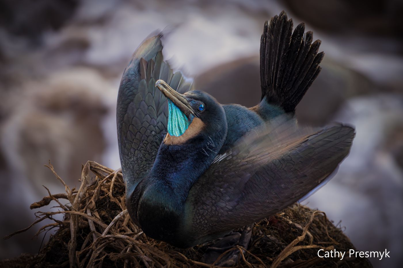 A cormorant sitting on a nest of twigs stretches its tail and wings out and displays iridescent blue skin under its beak