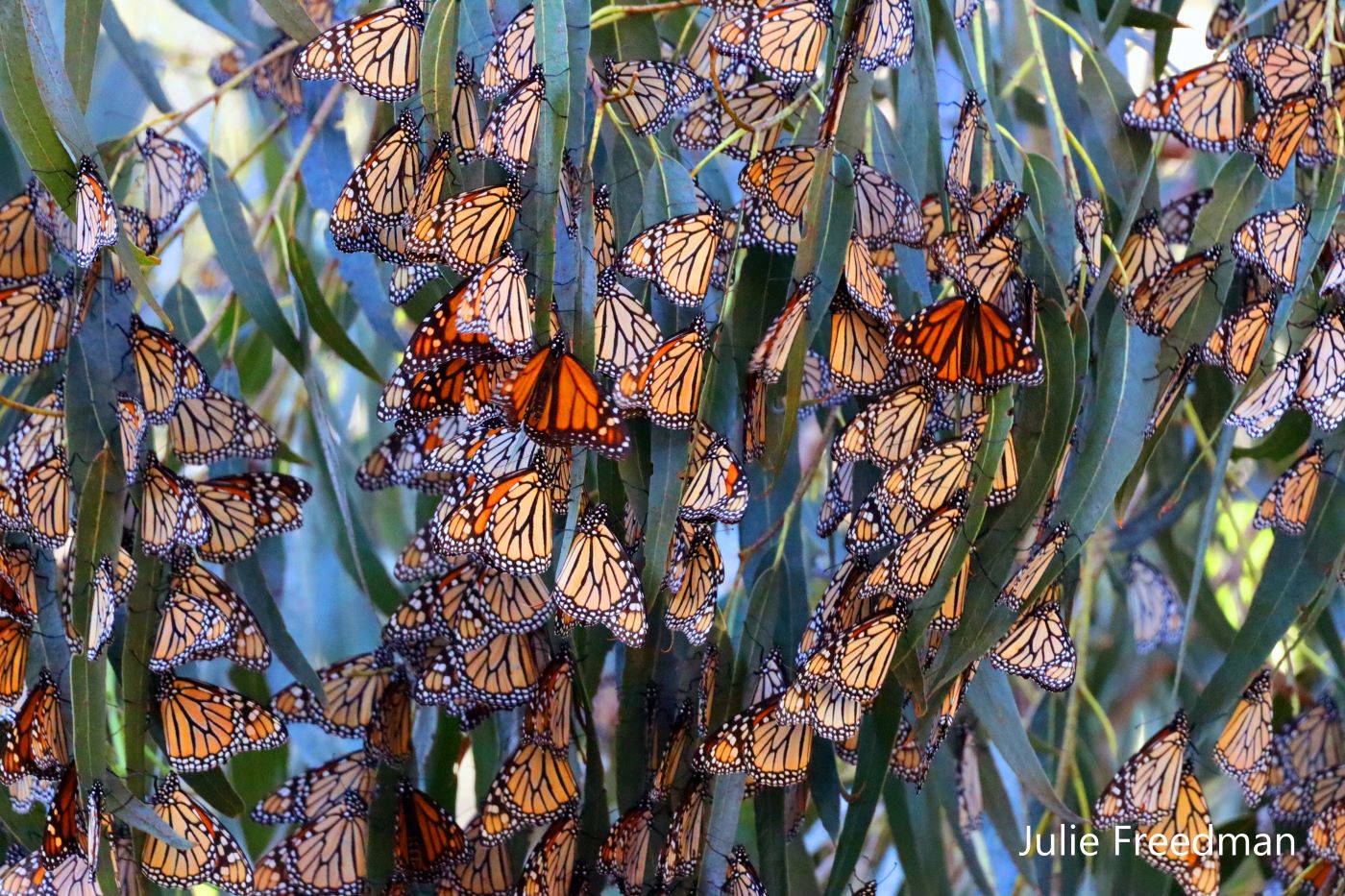 Bunches of Monarch butterflies hang from the leaves of a tree