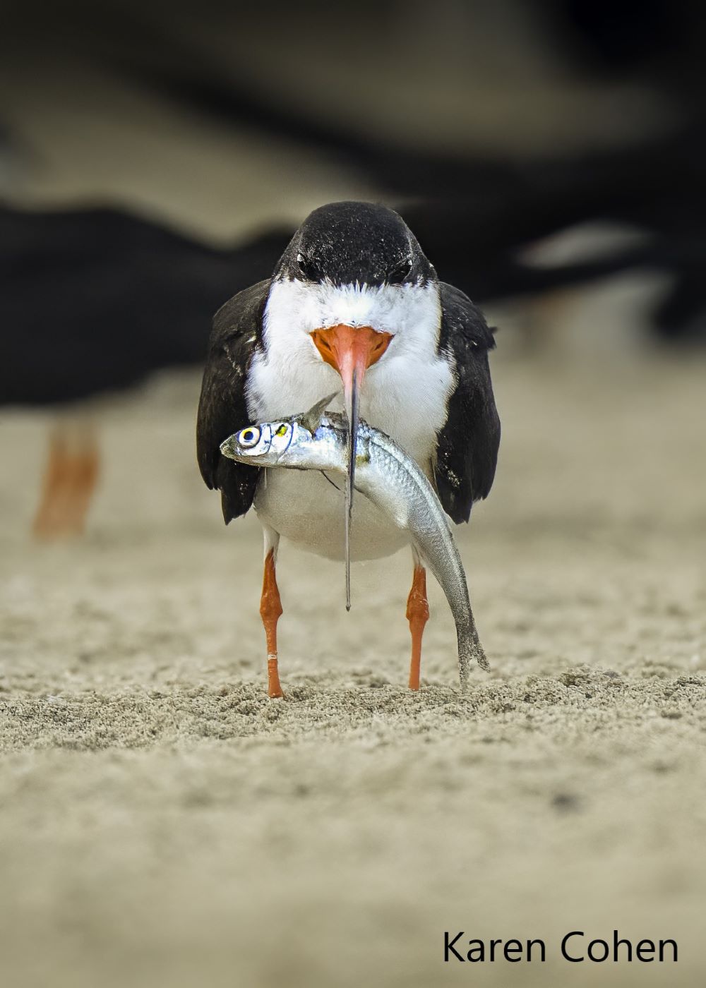 Viewed face-on, a black skimmer holds a small iridescent fish in its orange beak.