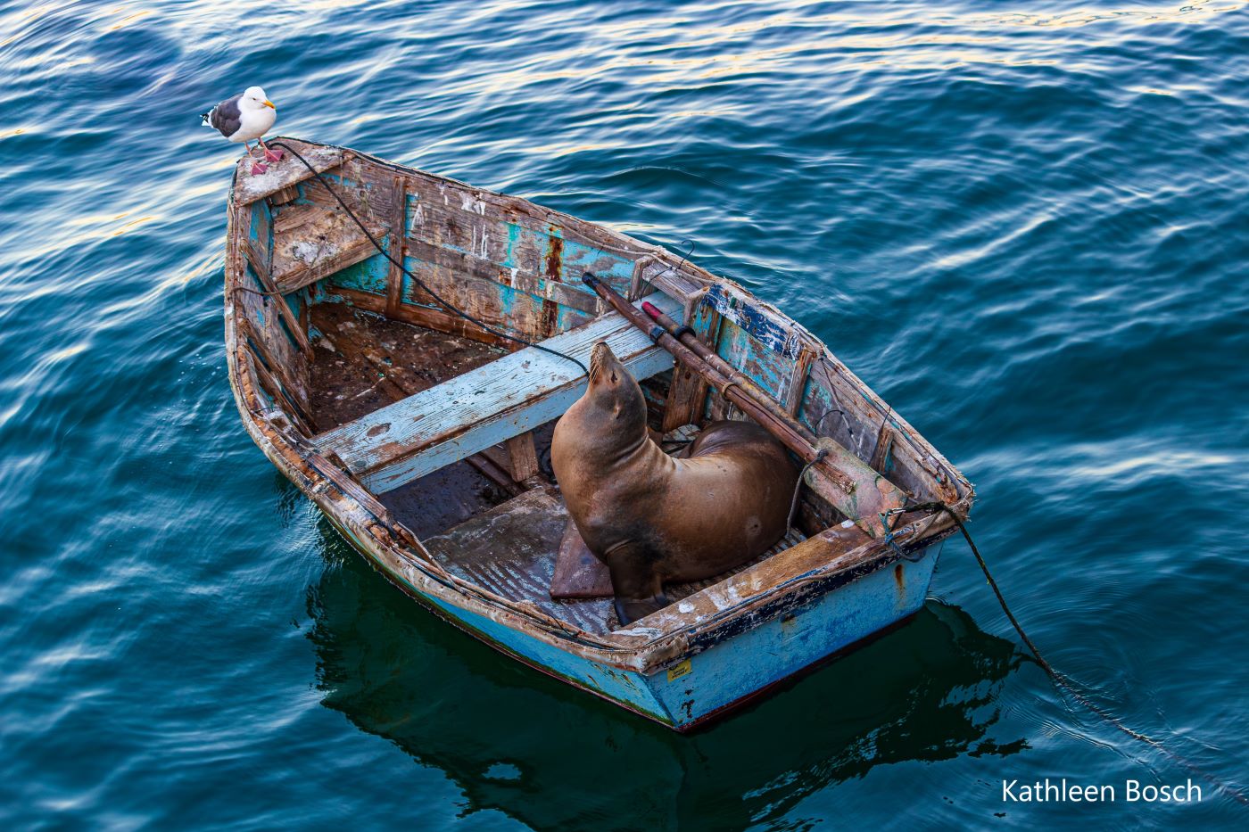 A sea lion sits in the back of a small, weathered rowboat, while a gull perches on the other end. They appear as if they are conversing.