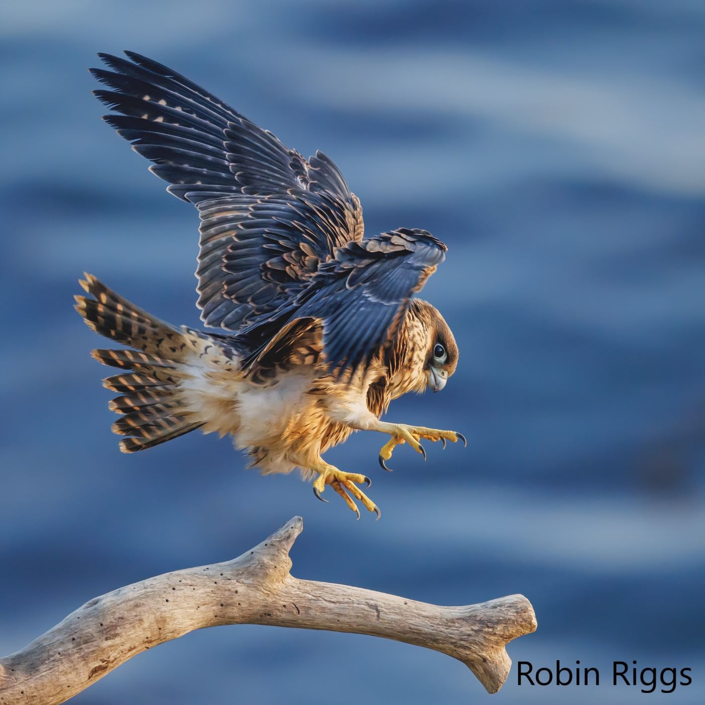 A falcon approaches a branch from above with its talons spread. The blue ocean is in the background.