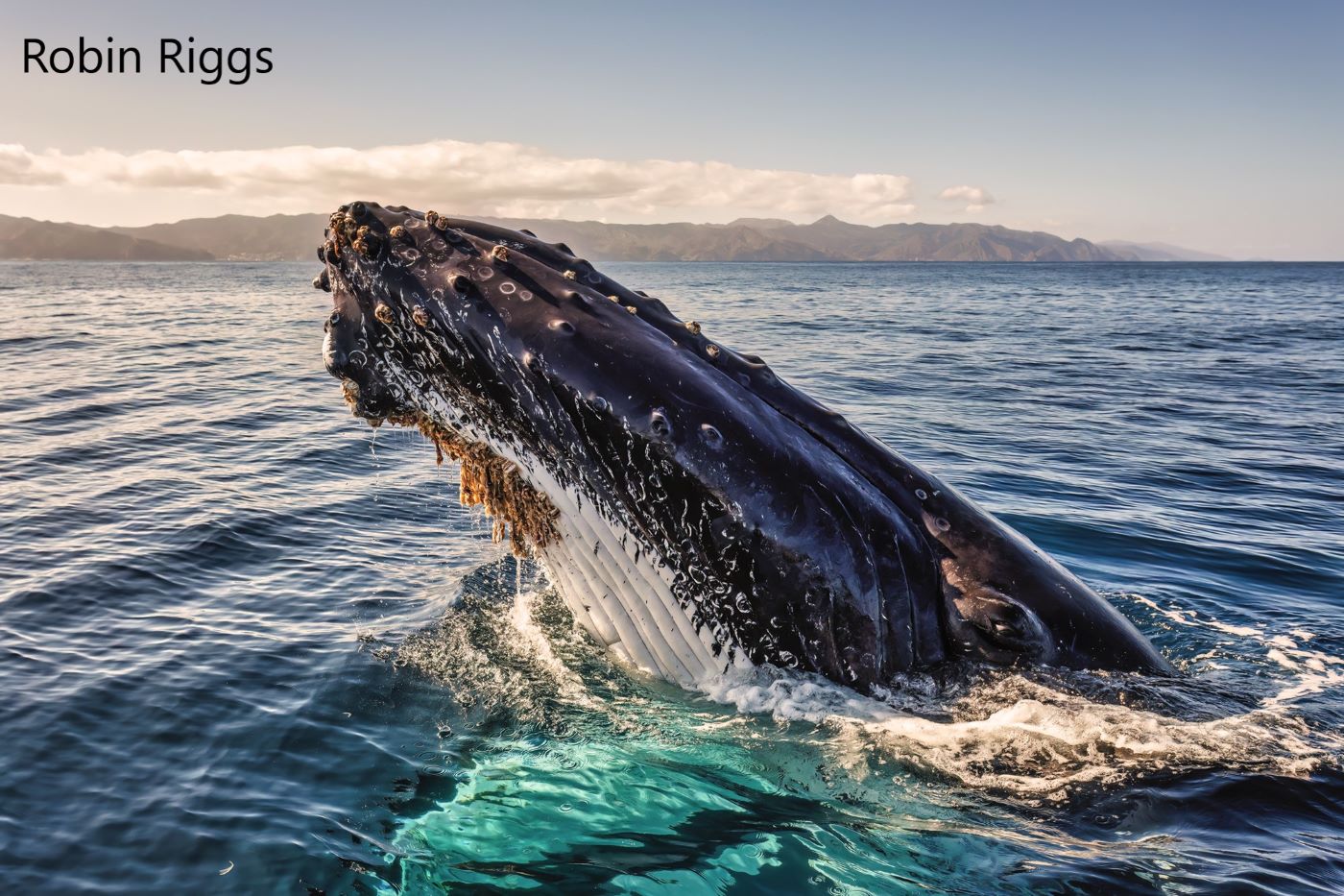 A whale's head is above still ocean water while the eye looks at the photographer