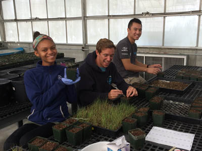Interns working at Upper Newport Bay native plant nursery