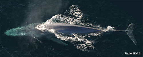 Blue whale photo from NOAA