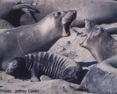 Live Streaming Webcam, California Sea Lions, Pier 39