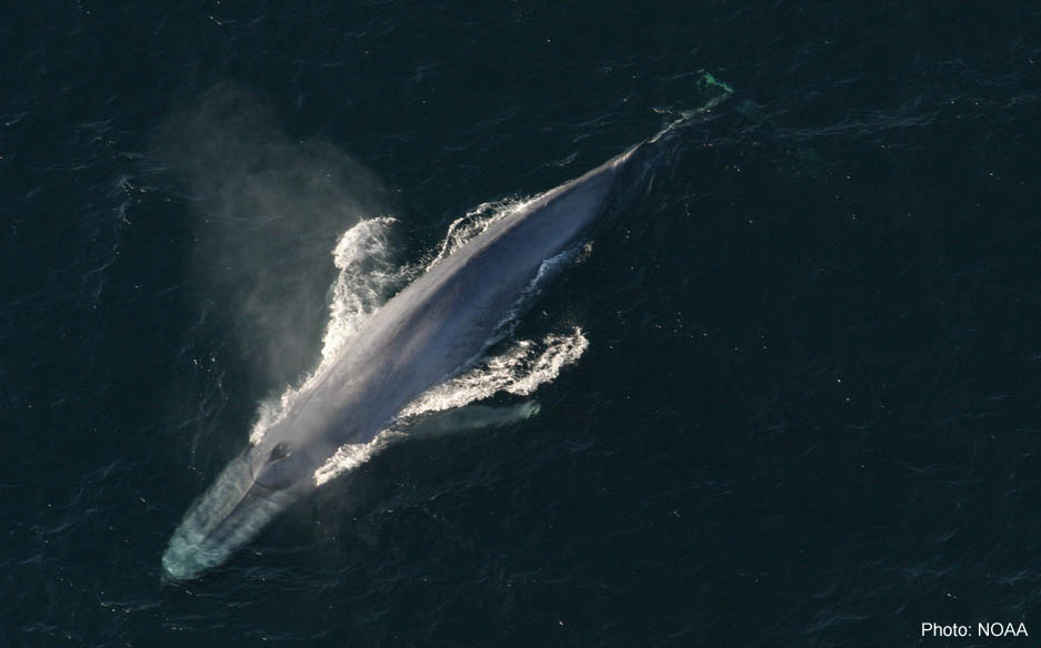 Learn more about Blue Whales!