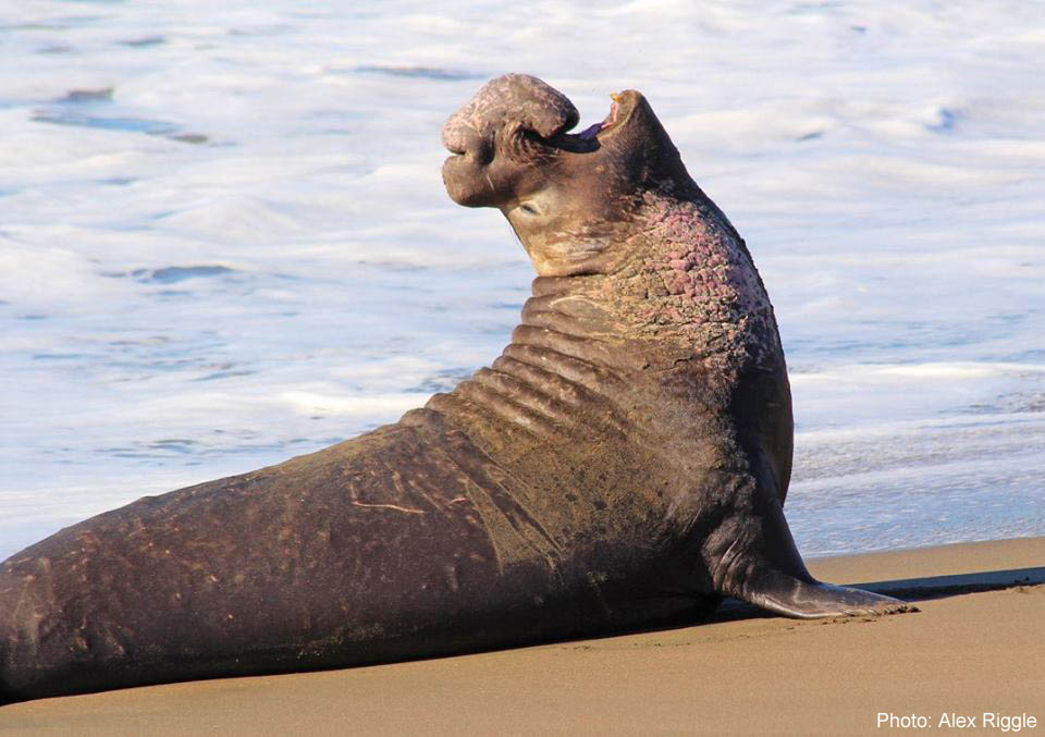 Learn more about Elephant Seals!