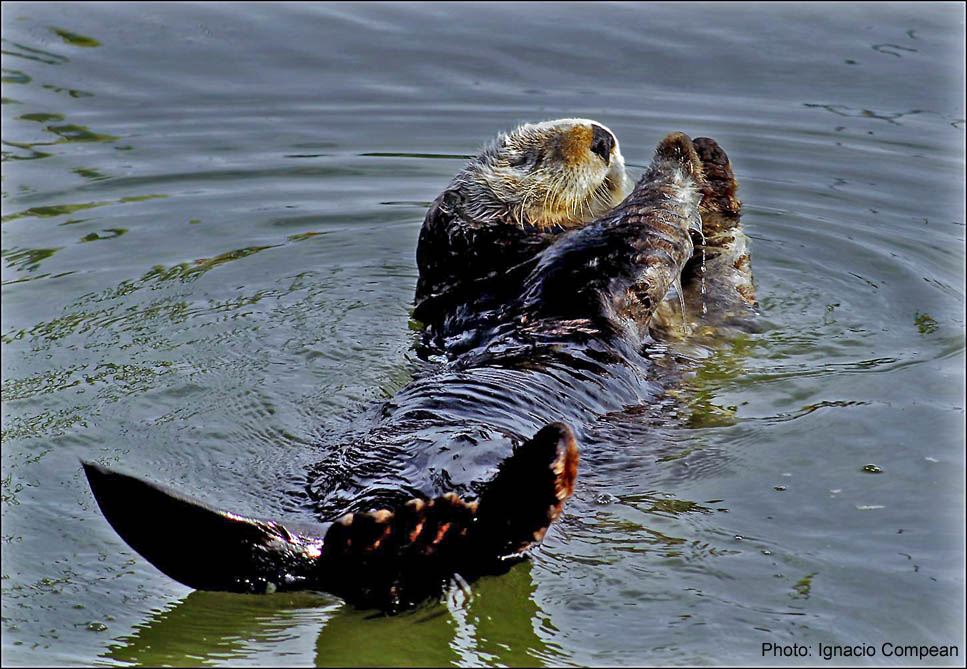 Learn more about Sea Otters!