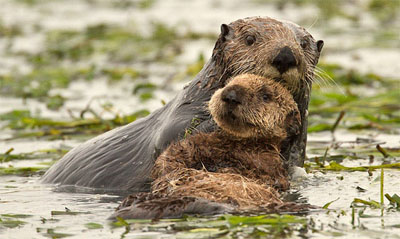 Otters, Elkhorn Slough, by Cindy Tucey