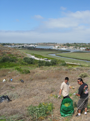 CBREP volunteers remove invasive sweet fennel in a restoration site at the Upper Newport Bay