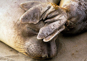 Elephant Seals, Piedras Blancas, © Tina Carlson