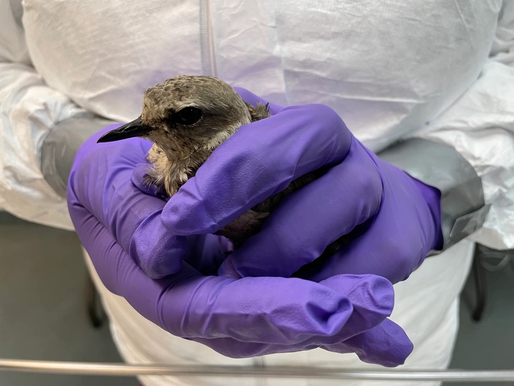 A small bird is held in gloved hands by a person wearing protective gear