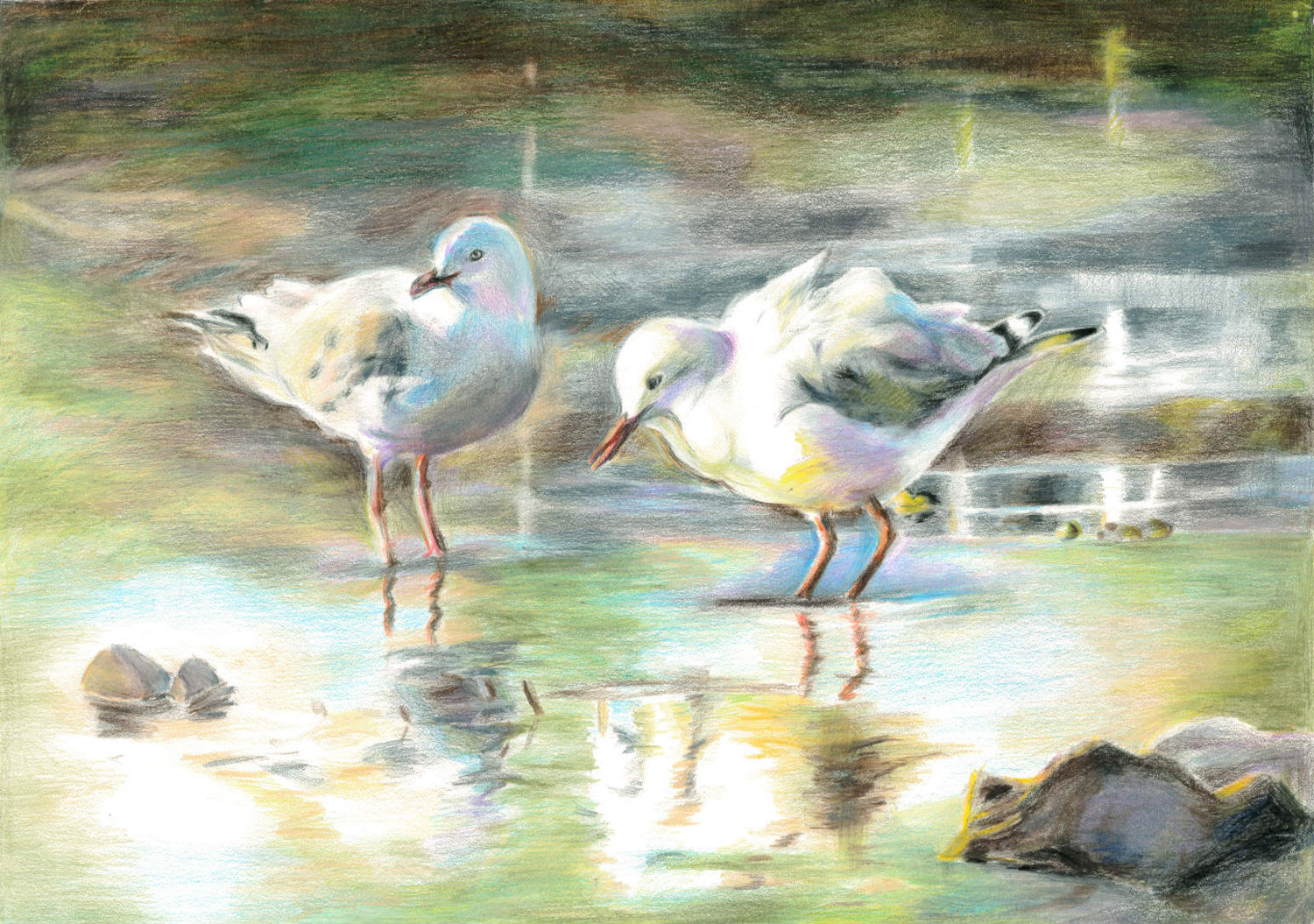 Drawing of two shorebirds, in colored pencils