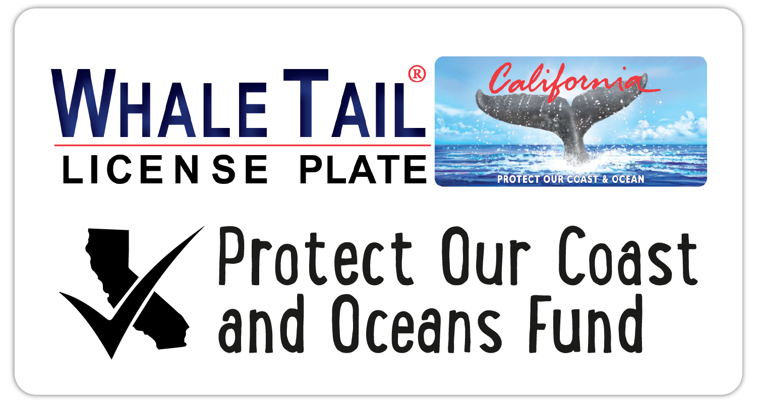 Whale Tail Grant Program Highlights