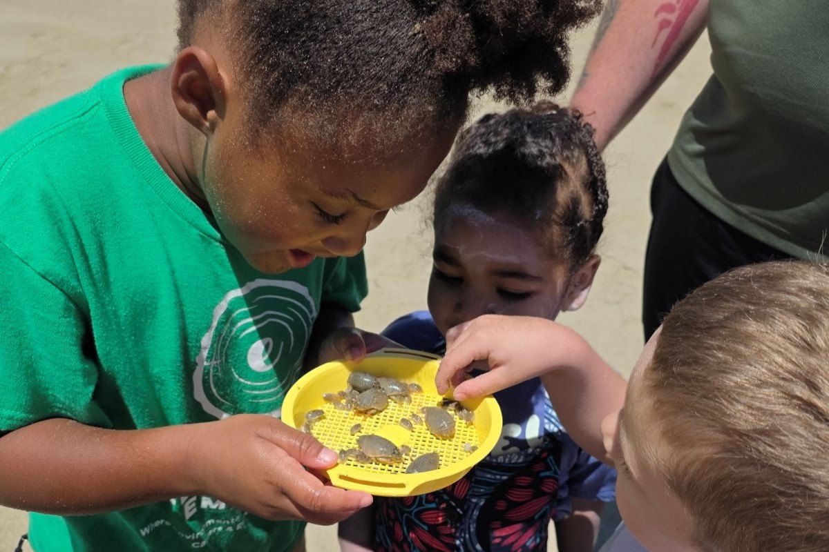 Three young children on a sandy beach excitedly 
							observe a yellow dish filled with sand crabs of various sizes.